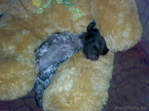 Щенки курцхаар с родословной #153438