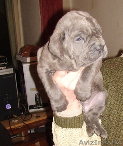 щенок мастино наполетано #137073