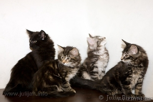 Продам котят породы норвежская лесная #149284