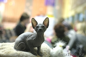 Сфинксы Канадские #154524