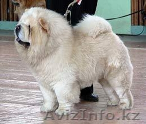 Чау-чау перспективные щенки #150863