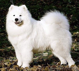 САМОЕДСКАЯ СОБАКА (САМОЕД) щенки #136095