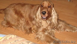 Английский Кокер Спаниель(щенок) #143168