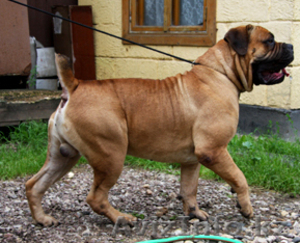 Бурбуль Южноафриканский,  щенки. #135553