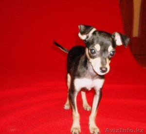 Продам  щенка чихуа хуа #155078