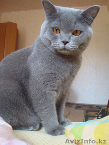 Очаровательный Британский кот Честер ищет подружку #137860