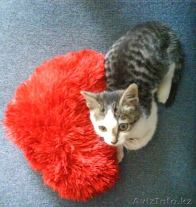 возьмите котенка #139401