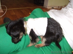 продам щенка срочно #153362
