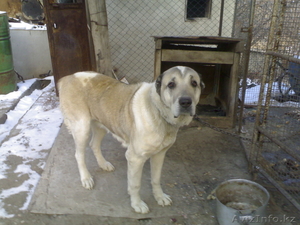 Продам Алабая    #138250