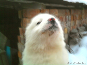 Продажа самых очаровательных медвежат #143821