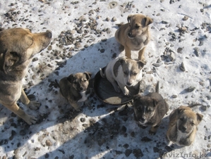 Отдам щенков дворняжек #141526
