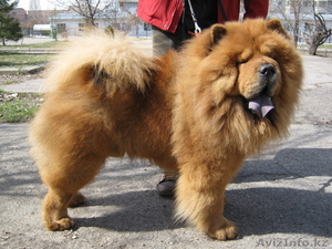 вязка для чау - ищем подруг #144389