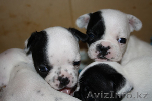Продам щенков французского бульдога #151436
