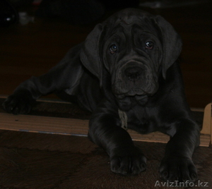 Мастино наполитано #141632