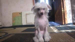  щенок Китайской Хохлатщой собаки #139127