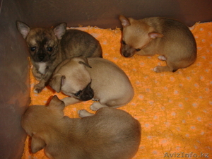 Продам щенков Чихуахуа гладкошерстных от зарубежных производителей #137069