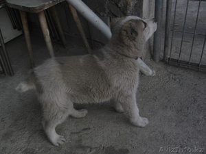 продаю щенка алабая #143882