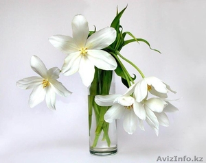 Passap Electric 6000  #140293