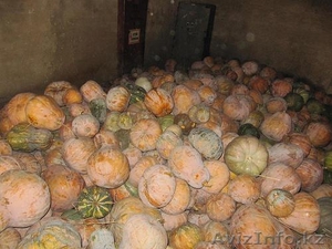 Продам алматинскую тыкву #134584