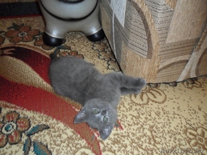 Продам Британского котенка. #150689