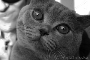 Кот британец для вязки #141108