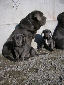 щенков мастино наполетано #154863