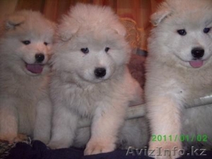 Щенки Самоедской лайки продаються #149443