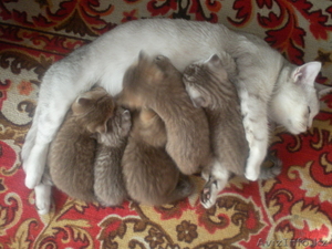 Котята британцы #152383