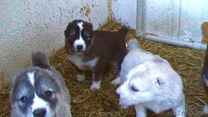 Продам щенков Алабая (среднеазиатской овчарки) #151940