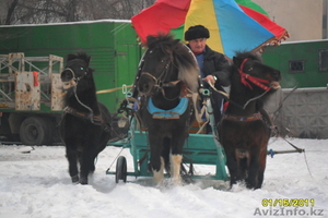 Продам тройку понейи карету для них. #145463