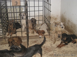 Срочно отдам собаку!!!! #136559