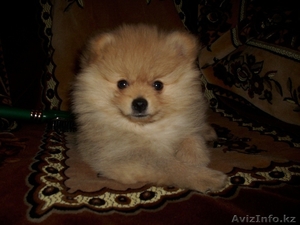 продам щенка 