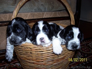 Русский охотничий спаниель #170625