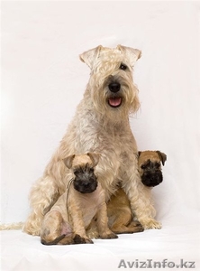 Ирландский пшеничный мягкошерстный терьер #176765