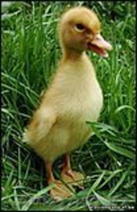 крестьянское хозяйство к/х #178676