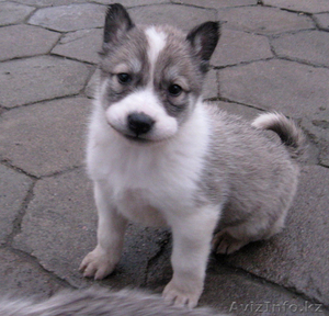 Продам щенков лайки #166592