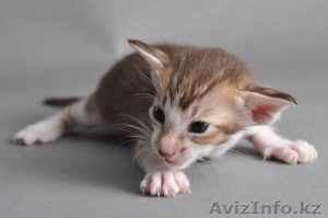 Ориенталы и Сиамы #177546