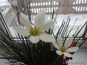 Гиацинты и крокусы #177098