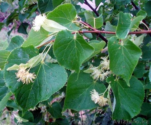 саженцы сосны и ели,  в контейнерах,  высотой 20-30 см. #158705