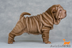 отличный шенок шар-пей #158045