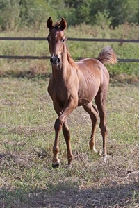 Продается жеребчик чистокровной арабская породы #177168