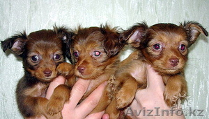 Куплю той терьера длинношерстного девочку  #162511