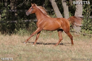 Продается кобылка чистокровной арабской породы #177171