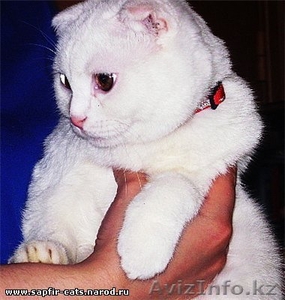 короткошерсткий  шотландский вислоухий #164003