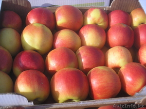 яблоко Македония #160503