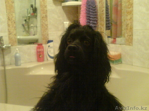 Кокер спаниель ищет подружку #176657