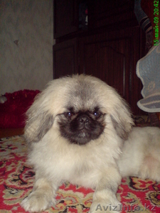 Продам щенка пекинеса #174173