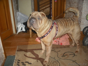 Отдам шарпея в добрые руки,  девочка 3 года #174531