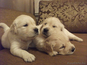 Продам щенков породы 