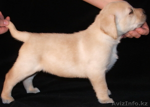 Продам щенков Лабрадора ретривера #168224